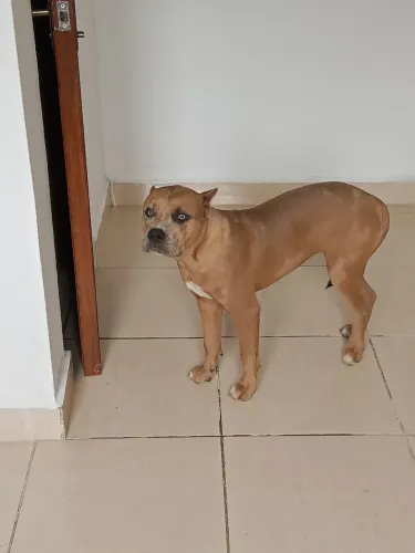 Doação de Pitbull fêmea