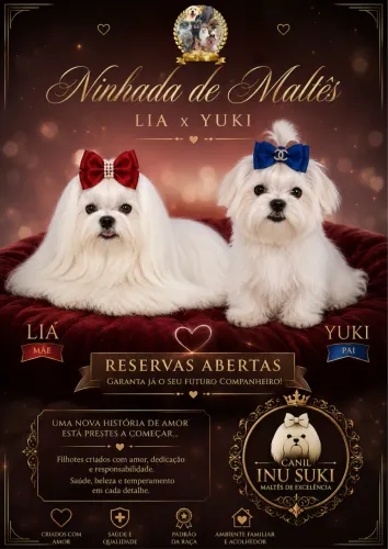Maltês miniatura com pedigree