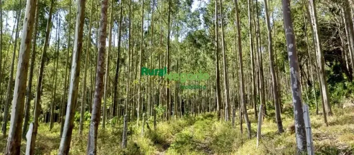 FAZENDA COM PLANTAÇÃO DE EUCALIPTOS EM BRAZÓPOLIS-MG