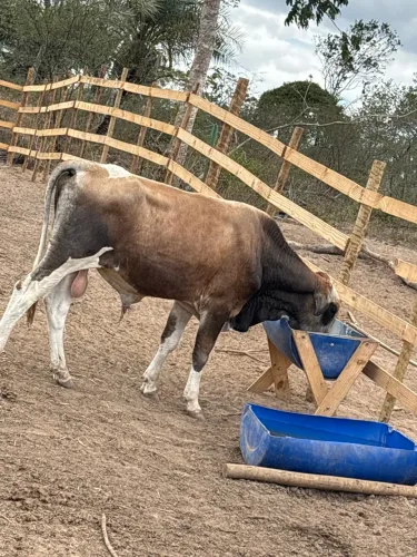 3 boi gordo