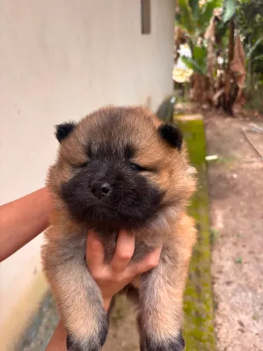 Chow Chow fêmea 