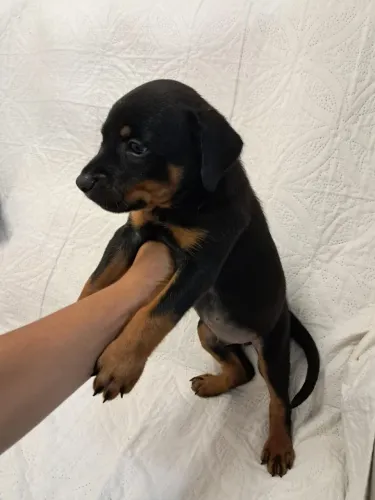 Rottweiler 