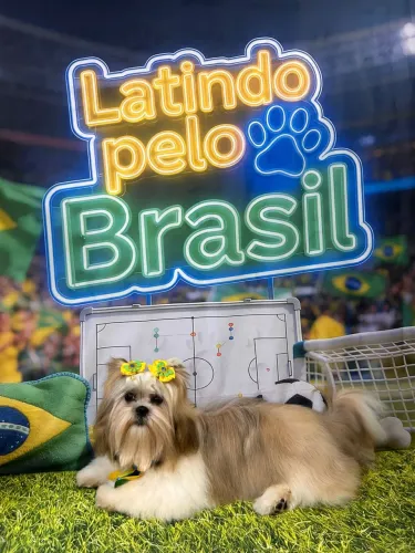 Filhotes de shih tzu mini