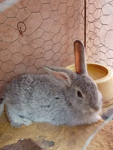 Coelho 