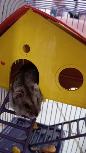 Hamster vende-se 