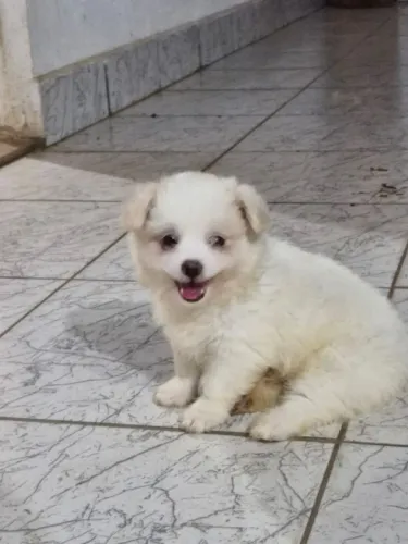 Filhote Spitz Alemão