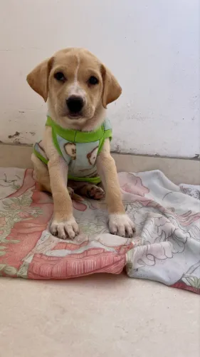Cachorrinho para Adoção