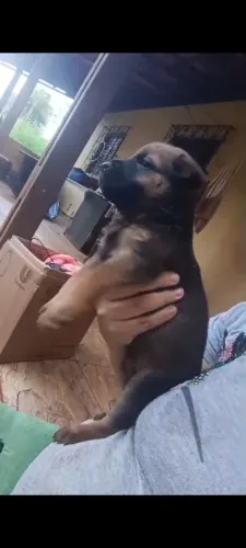 Doação filhote 