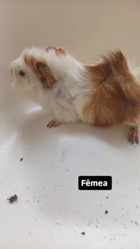 Porquinho da índia 