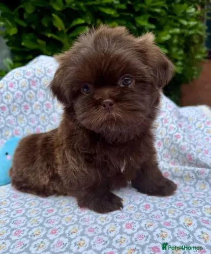 Neném carinhoso Shih Tzu/ Shitzu filhotes bem peludos macho e fêmea com pedigree