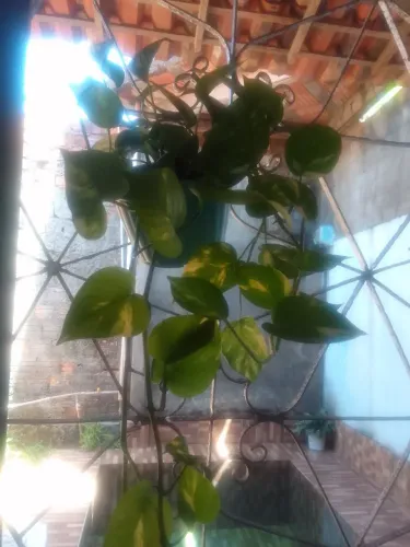 Plantas ornamentais 