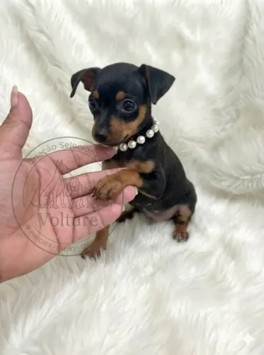 Pinscher menor tamanho pequenos e fofos