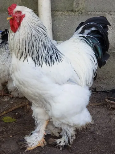 Ovos de galinhas BRAHMA Lemon e Ligth 