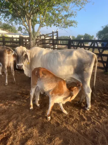 Vacas leiteiras
