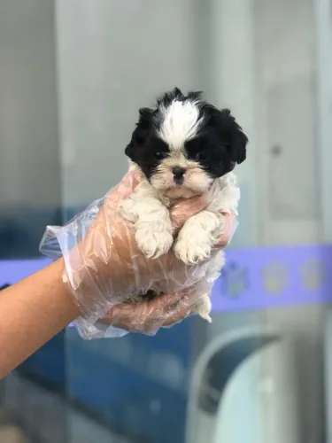 Charme e tranquilidade: Shih Tzu com laudo veterinário ? 12x sem juros