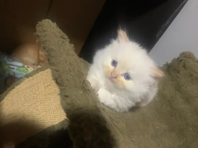Gato persa