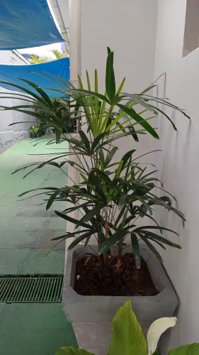 Planta palmeira Ráfia