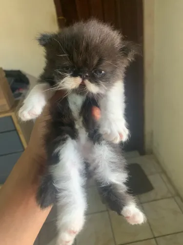 Gatinhas persa fêmeas