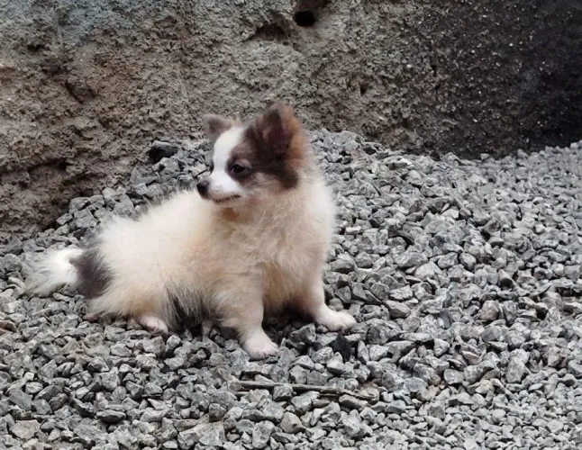 Chihuahua