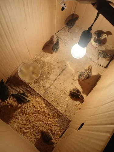 Codornas filhotes