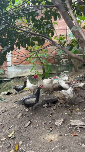 Patos