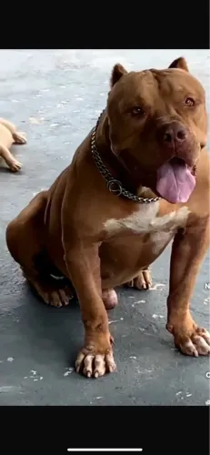 Disponível para cruza Pitt monster 