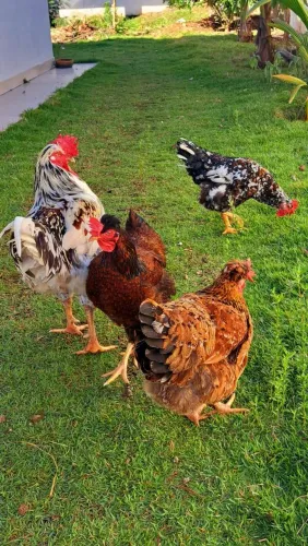 VENDO LOTE COMPLETO - GALINHAS BALÃO