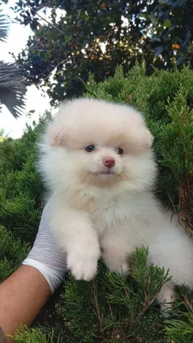 Lulu da Pomerânia spitz alemão