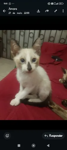 Doa-se gatinhos 