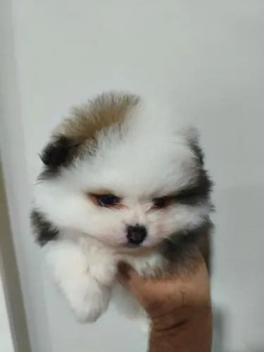 Lindo macho de Spitz alemão anão exótico.