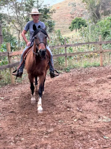 Cavalo Mangalarga Marchador