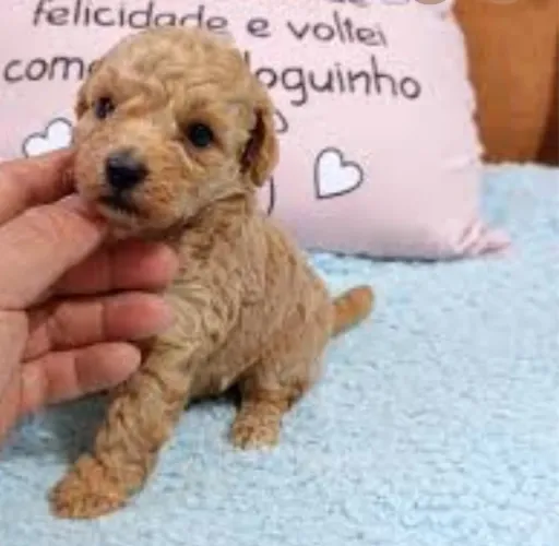 Poodle toy fêmeas disponível 