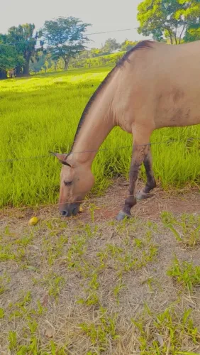 Vende-se uma Égua a raça e crioula