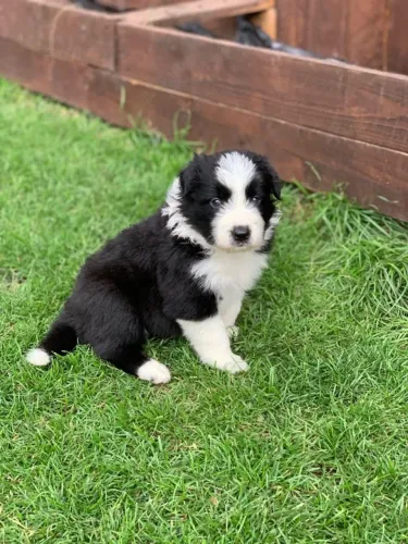 Filhote de cachorro Border Collie super dócil e temperamento ativo