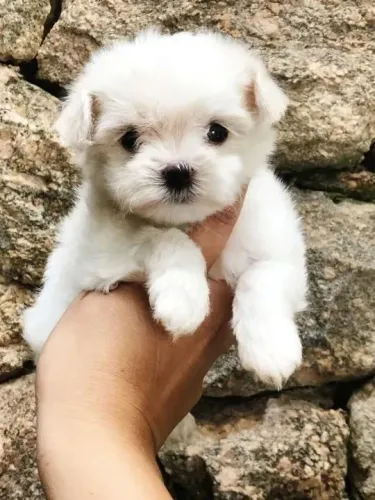 Maltês tem um pedacinho de felicidade te esperando aqui