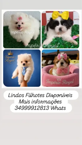 Filhotes de Shihtzu e de Lulu da Pomerania 