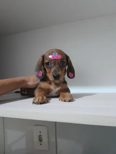 Cofap salsichinha anão mini fêmea 