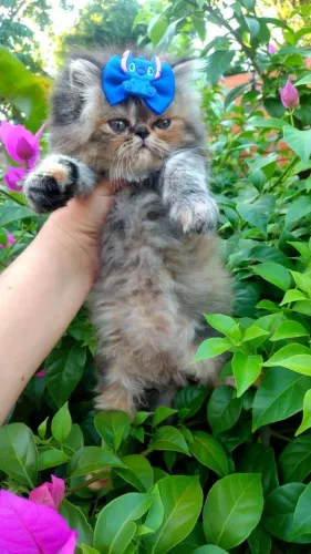 Gato Persa lindos filhotinhos com padrão premium