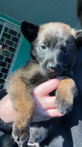 Estou vendendo filhote de cachorro Pastor belga malinois