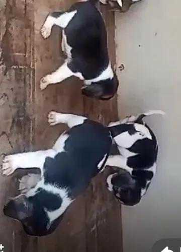 Beagle encantadores