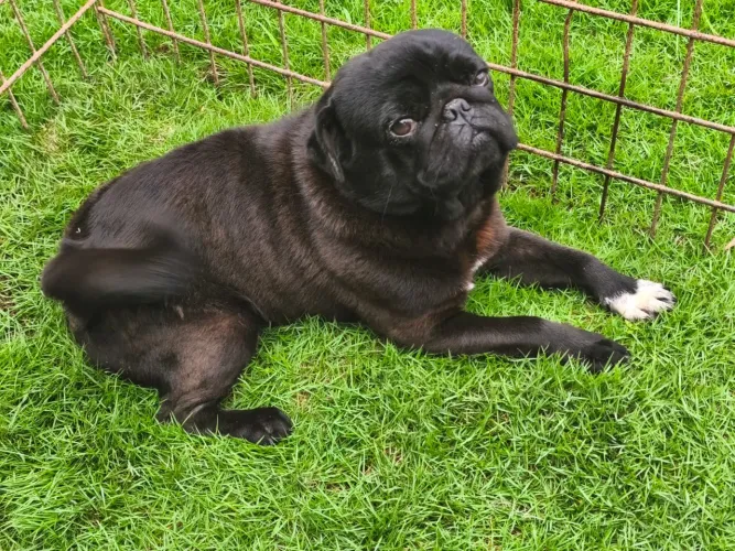 Cachorro da Raça Pug
