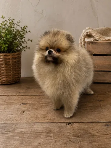 Spitz Alemão machinho