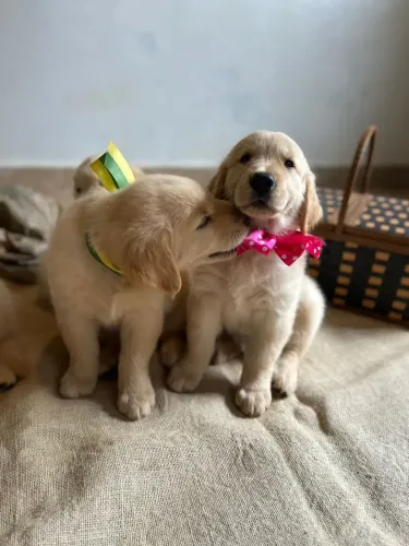 Lindos Filhotes de Golden retriever
