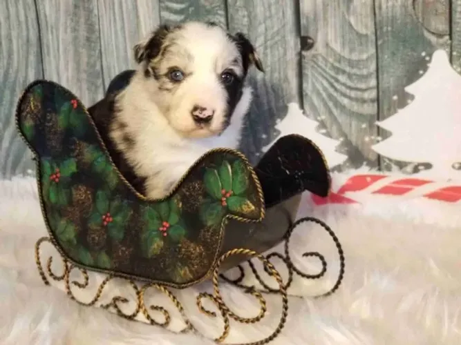 Filhotes de Border Collie | Patinhas que levam felicidade.