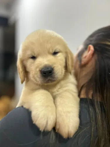 Golden disponíveis fêmea e macho