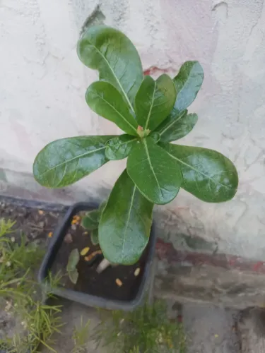 Rosa do deserto vermelha