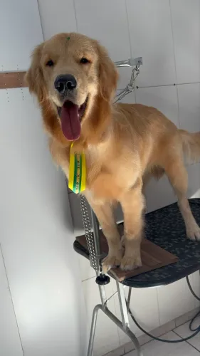 Golden retriever filhote 8 meses