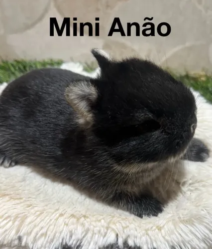 Mini coelhos