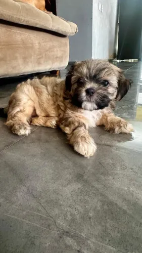 Shih Tzu