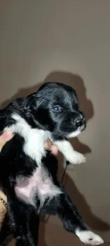 Vendo filhotes de Pet 450,00